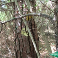 7 ac - Wooded Tract for Home Site images 5