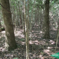 7 ac - Wooded Tract for Home Site images 6