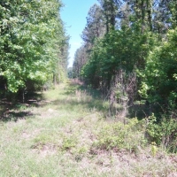 174 Acres Hunting Land on the Homochitto River Copiah Co MS images 4