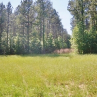 174 Acres Hunting Land on the Homochitto River Copiah Co MS images 5
