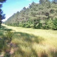174 Acres Hunting Land on the Homochitto River Copiah Co MS images 6