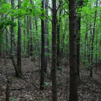 -9-Acres-Private Acreage near Landrum SC images 2