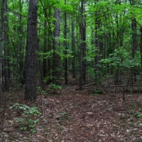 -9-Acres-Private Acreage near Landrum SC images 3