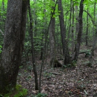 -9-Acres-Private Acreage near Landrum SC images 4