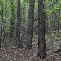 -9-Acres-Private Acreage near Landrum SC images 6
