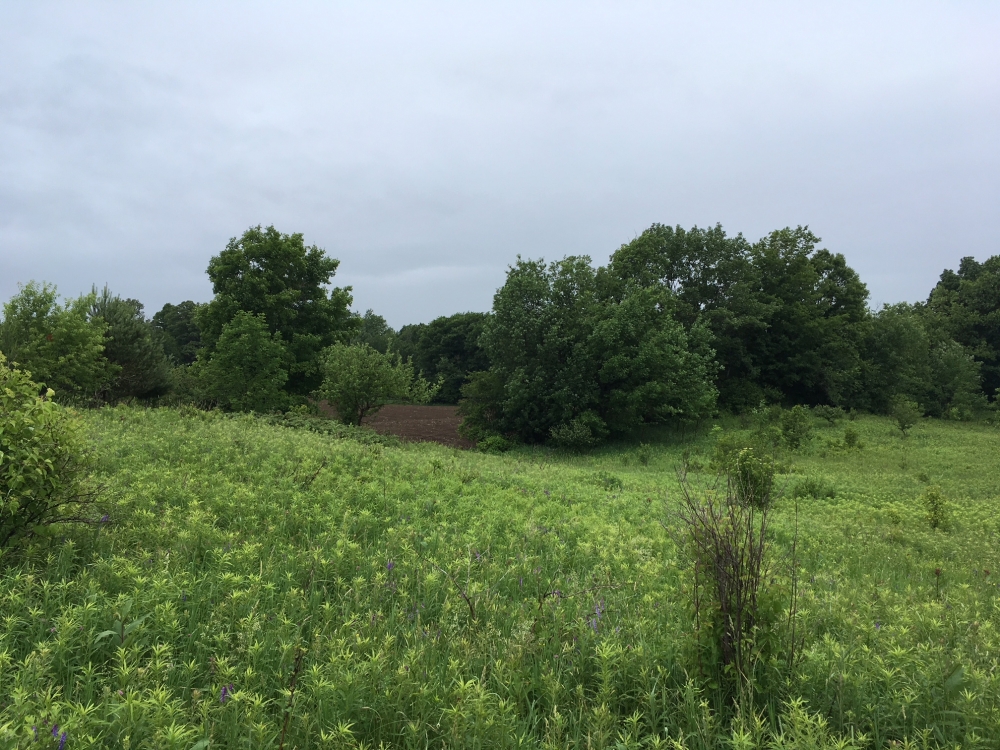 38 acres Along Sandy Creek Gorge Lorraine NY featured image