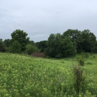 38 acres Along Sandy Creek Gorge Lorraine NY