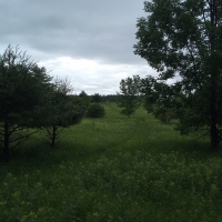 38 acres Along Sandy Creek Gorge Lorraine NY images 6