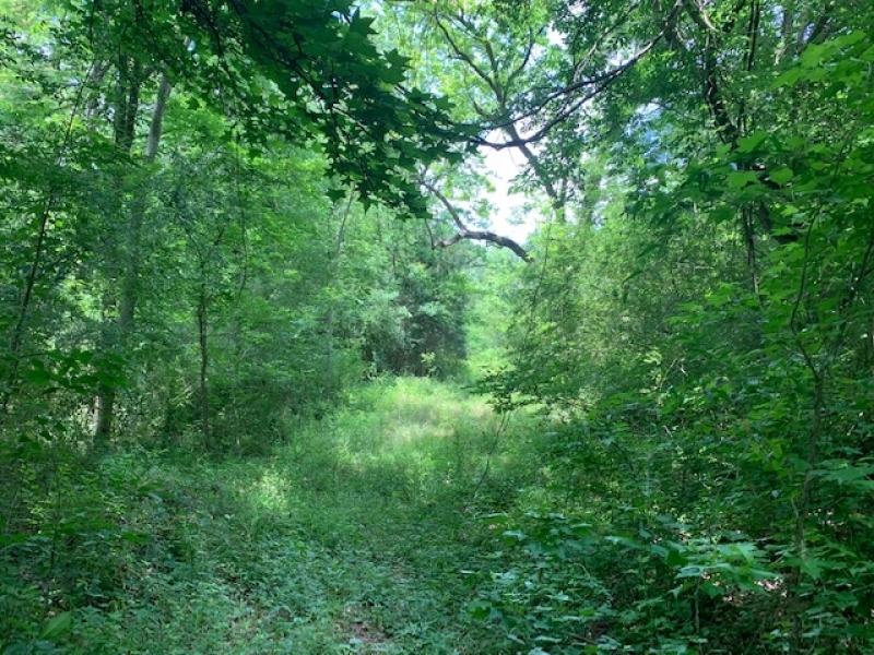 MS - Adams Williams 60 acres - featured image
