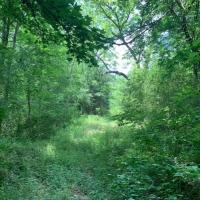 MS - Adams Williams 60 acres -