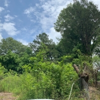 MS - Adams Williams 60 acres - images 2