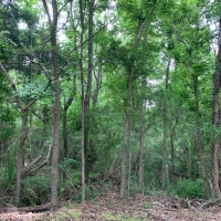 MS - Adams Williams 60 acres - images 3
