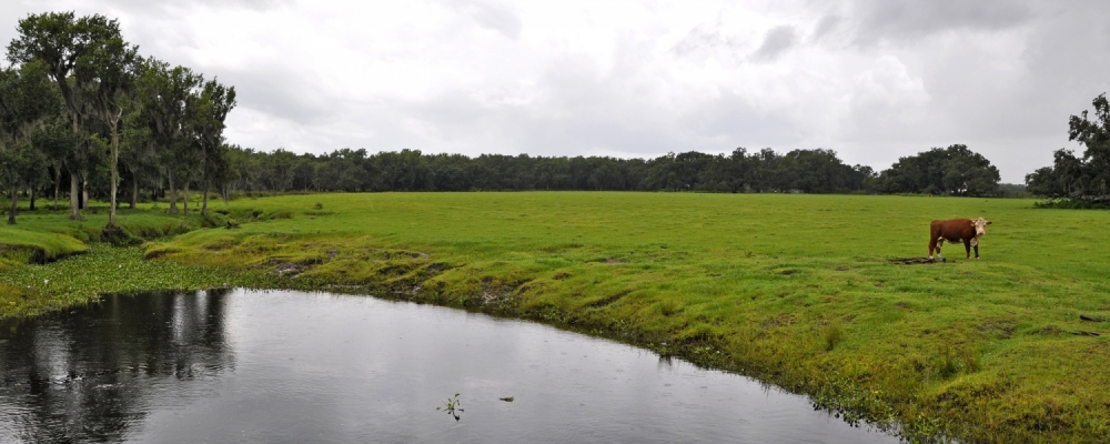 East Zolfo Springs Acreage featured image
