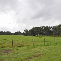 East Zolfo Springs Acreage images 4