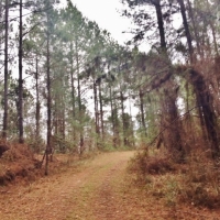Adjoins NF- Utilities- Creek images 5