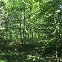 12 Acre Camp Lot Bordering State Land Duane NY images 6