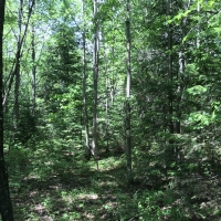 12 Acre Camp Lot Bordering State Land Duane NY images 3