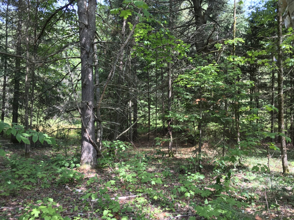 12 Acre Camp Lot Bordering State Land Duane NY featured image