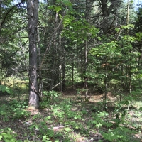 12 Acre Camp Lot Bordering State Land Duane NY