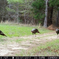 Big Swamp Creek Hunting Timber Tract images 4