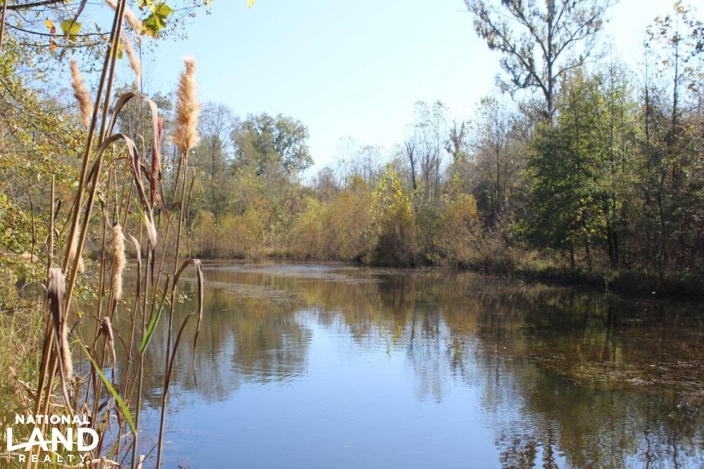 Big Swamp Creek Hunting Timber Tract featured image