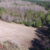 Big Swamp Creek Hunting Timber Tract images 3
