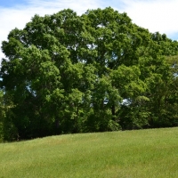 Hickory Head Farm images 5