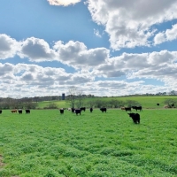 200 Acres Pastureland Tract for Sale Amite County MS