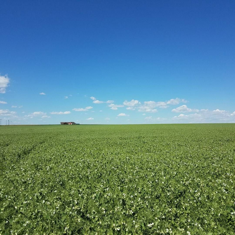 Lake Francis Irrigated Farm featured image