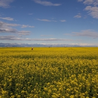 Lake Francis Irrigated Farm images 3