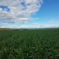 Lake Francis Irrigated Farm images 5