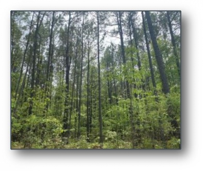 160.5 Acres in Lafayette County in Oxford MS featured image