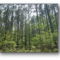 160.5 Acres in Lafayette County in Oxford MS
