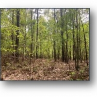 160.5 Acres in Lafayette County in Oxford MS images 5