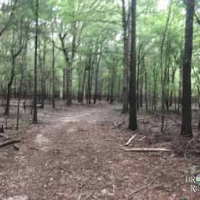 LA - Ouachita Caire 90 acres - images 3