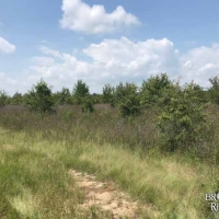 LA - Richland Clack 198 acres - images 2