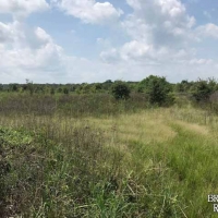 LA - Richland Clack 198 acres - images 5