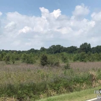 LA - Richland Clack 198 acres - images 6