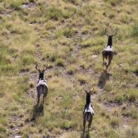 7500 Acres Year Round Lease in Coke County, Texas