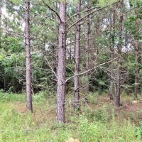 423 Pristine Acres on The Beautiful Topisaw Creek images 2