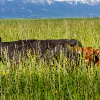 Elbow Room Ranch images 2