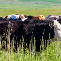 Elbow Room Ranch images 4