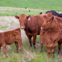 Elbow Room Ranch images 6