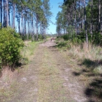 1.25 Acres of Secluded Land Near St. John s River images 5