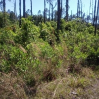 1.25 Acres of Secluded Land Near St. John s River images 6