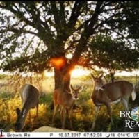KS - Comanche Lewis Ranch 2640 acres -