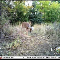 KS - Comanche Lewis Ranch 2640 acres - images 2