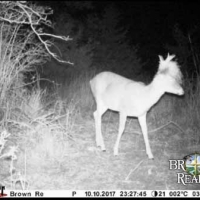 KS - Comanche Lewis Ranch 2640 acres - images 3