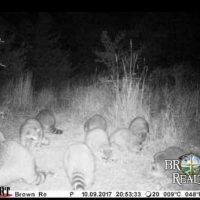 KS - Comanche Lewis Ranch 2640 acres - images 4