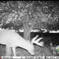 KS - Comanche Lewis Ranch 2640 acres - images 6